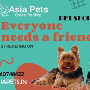 Bichon frise for sale mumbai