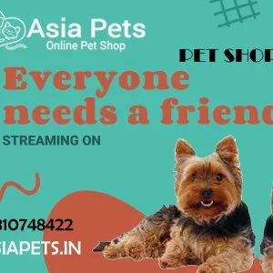 Bichon frise for sale mumbai