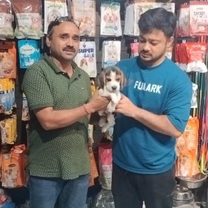Dog for sale in mumbai: the best place to find your companion