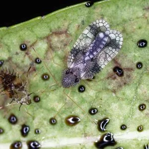 Lace bug treatment – protect your trees today