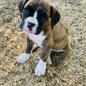 Mariella is an adorable puppy who can t wait to meet you she is