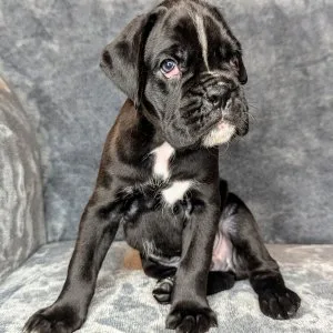 Charming new year gift a male and a female boxer puppies for you