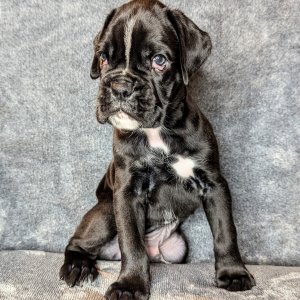 Lovely and cute boxer puppies