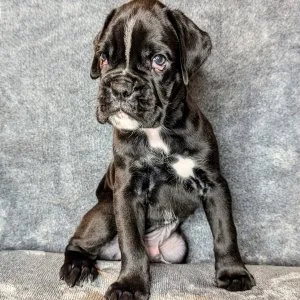 Lovely and cute boxer puppies