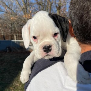 Bullboxers ready to go now