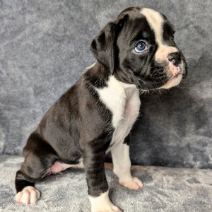 Lovely boxer puppies ready for their new homes