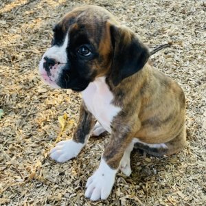 I m tabbie, boxer