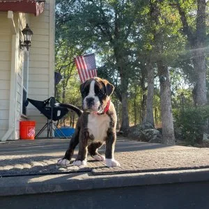Ckc boxer puppies for sale