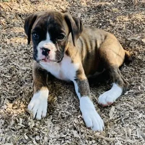 Meet helena, the spirited and affectionate boxer who’s ready to