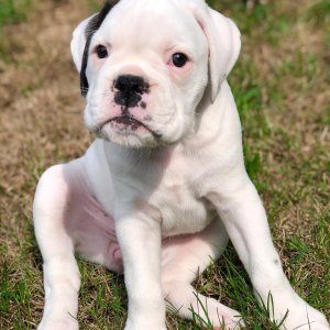 Pedigree reg boxer puppies