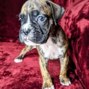 2 beautiful baby boxer girls left 