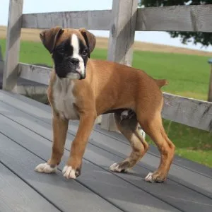Beautiful baby boxer puppies