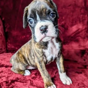 Boxer puppy for adoption