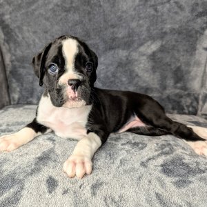 Charming boxer puppies