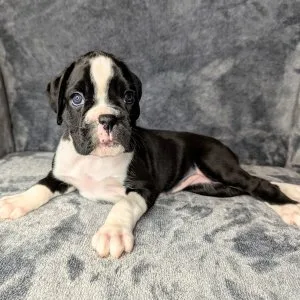 Charming boxer puppies