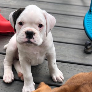 Akc boxer puppies cute babies