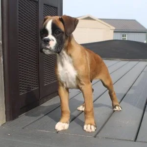 0 heart, dm, arvc, sdma and usg boxer pups