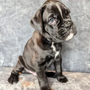 Bobbed tailed boxers