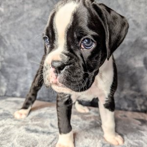 Absolutely stunning boxer puppies available for