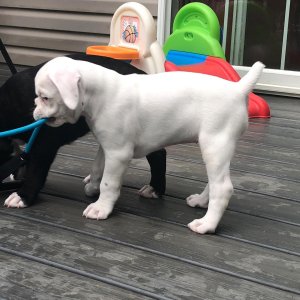Akc boxer puppies