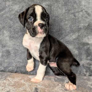 Beautiful boxer puppies going now