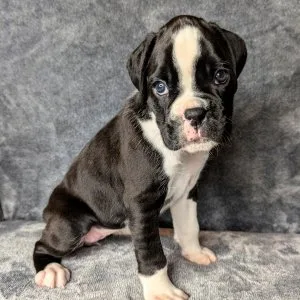 I m talbot the boxer