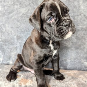 Cute adorable akc registered boxer puppies available