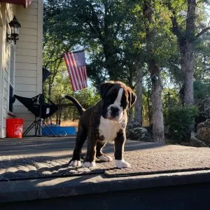 Two friendly boxer puppies available