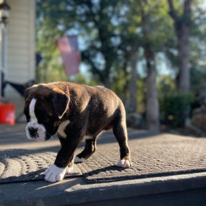 Healthy boxer puppies