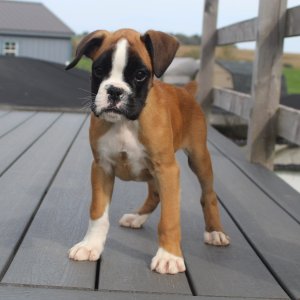 5 beautiful kc registered boxer puppies for sale