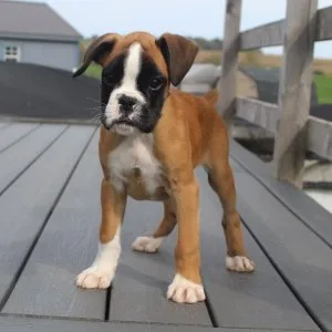5 beautiful kc registered boxer puppies for sale