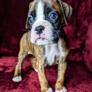 Stunning kc registered boxer girl