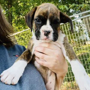 🤩 beautiful kc boxer pups 🤩 ready to go now