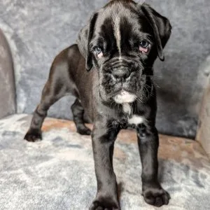 Christmas boxer puppies ready