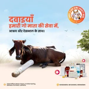 Gau seva is maha seva – donate for gaushala