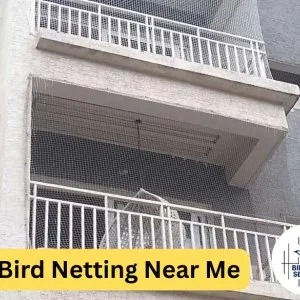 Bird netting near me: expert installation for pigeon-free spaces
