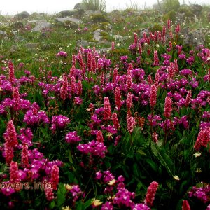 All details of valley of flowers