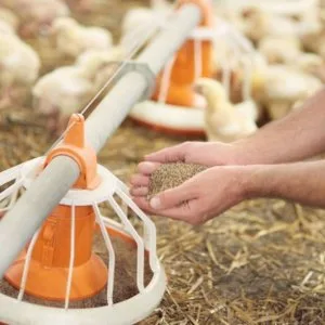 Best poultry farming techniques in nepal