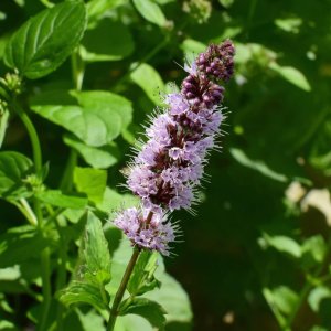 Patchouli oil manufactures and suppliers