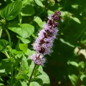 Patchouli oil manufactures and suppliers