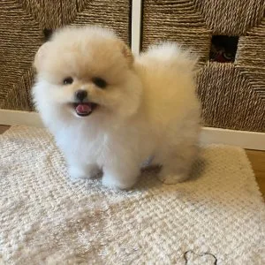 Healthy adorable pomeranian puppies for adoption