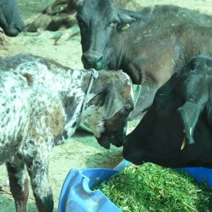 Support cow welfare – make a gaushala donation online today