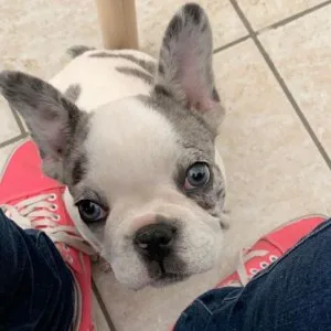 French bulldog puppy