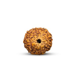 Buy original 8 mukhi rudraksha online | shiv kripa