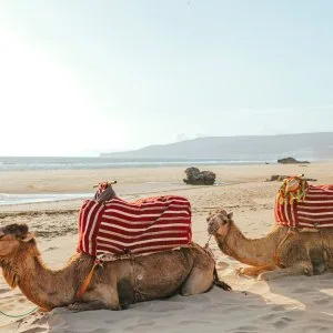 Valeria jardins d’agadir – beachfront bliss