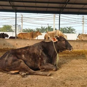 Support and save sacred cows: donate for gaushala today