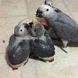African grey parrots & parrot eggs
