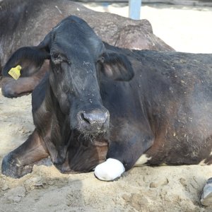 Support cow welfare with gaushala online donation