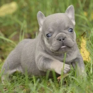 Beautiful french bulldog puppies