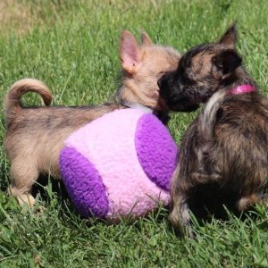 Healthy male and female caine terrier puppies